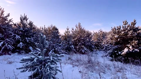 Snow covered pine trees in winter forest. Polish winter. Stock Footage 227774191