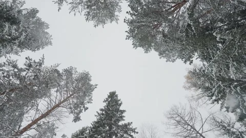 Snow covered pine trees in winter forest snowfall POV shot looking up Stock Footage 257174892