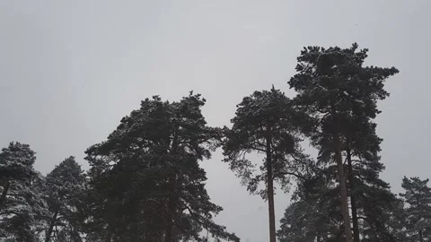 Snow covered pine trees in winter forest with falling snow and gray sky Stock Footage 323112383