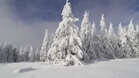 Snow Covered Pine Trees in Winter Stock Footage 326143448