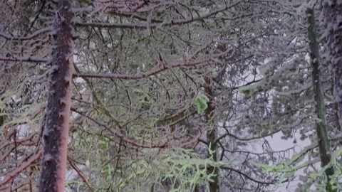 Snow covered pine trees in a winter forest Stock Footage 340475367