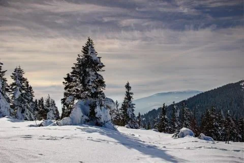 Snow covered pine trees in winter sunlight in Beskids Slovakia Stock Photos