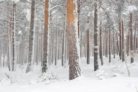 Snow covered pine trees in winter forest. Snowy tree trunks. Stock Photos