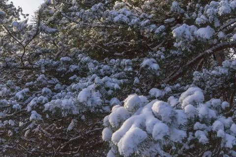 Snow covered pine trees in winter forest Stock Photos
