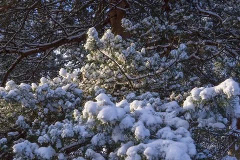 Snow covered pine trees in winter forest Stock Photos
