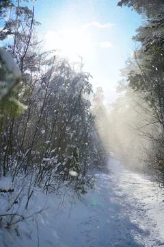 Snow covered pine trees in winter forest. Winter forest with trees. Stock Photos