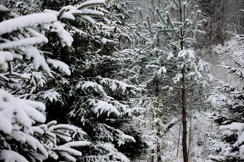 Snow-Covered Pine Trees in a Winter Forest Stock Photos