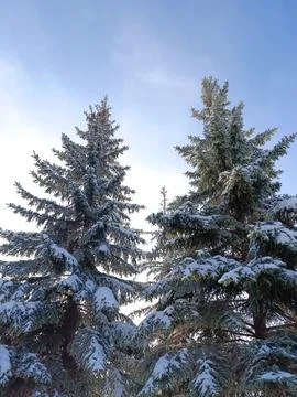 Snow covered pine trees. winter season Stock Photos