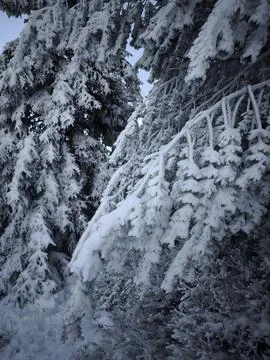 Snow covered pine trees in winter forest near jested, czech republic Stock Photos