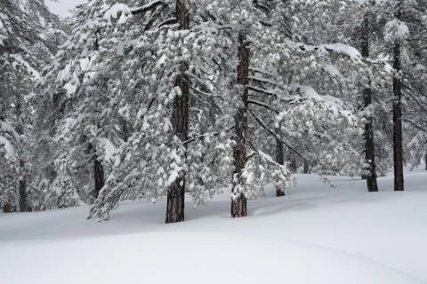 Snow covered pine trees in a winter wonderland forest Stockfoto's