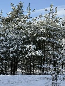 Snow-Covered Pine Trees in Winter Forest Foto stock