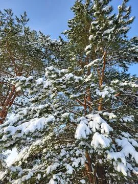 Snow-covered pine trees in a winter forest 写真素材