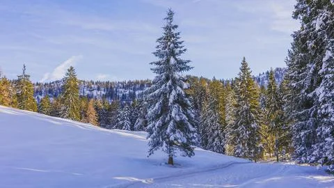 **Snow-Covered Pine Trees in Winter Forest** Stock Photos