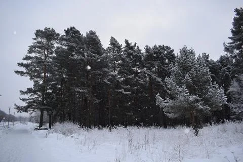 Snow covered pine treetops against overcast winter sky during snowfall Stock Photos