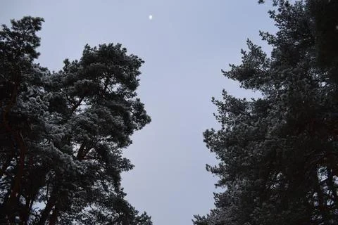 Snow covered pine treetops framing a cold winter sky Stock Photos