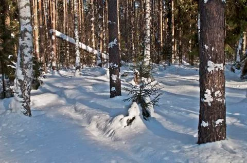 Snow-covered pine trunks Stock Photos