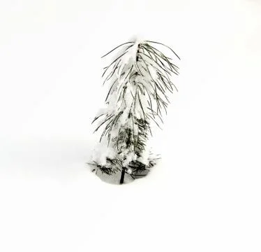 Snow covered pine young Stock Photos