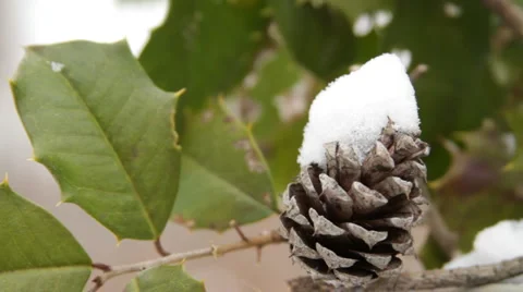 Snow Covered Pinecone Stock-Footage 999114