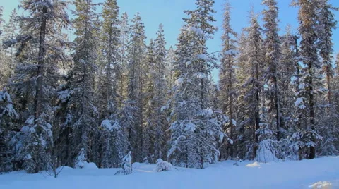 Snow covered pines Stock Footage 1086480