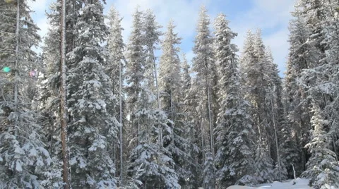 Snow covered pines Stock Footage 1088049