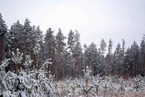 Snow covered pines Stock Photos