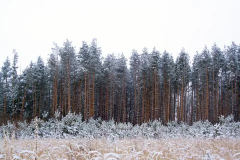 Snow covered pines Stock Photos