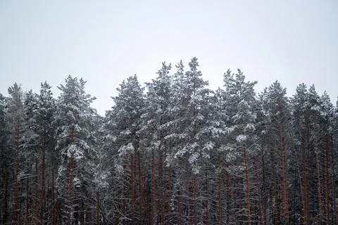 Snow covered pines Stock Photos
