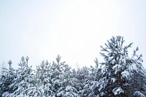 Snow covered pines Stock Photos