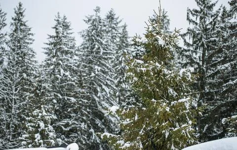 Snow covered pines. View of the pine trees in winter Stock Photos