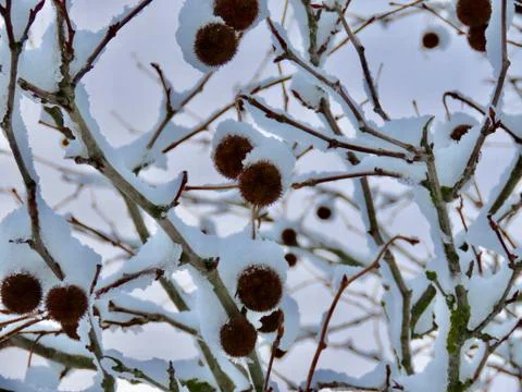 Snow covered plane tree Stock Photos