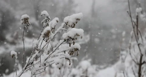 Snow-covered plant, close, 4K slomo Stock Footage 168905973