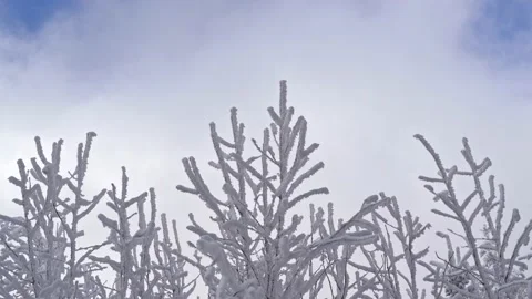 Snow covered plants with moving clouds Stock Footage 146397753