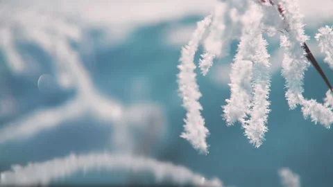 Snow-covered plants in winter forest. Stock Footage 144205887