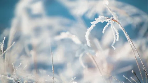 Snow-covered plants in winter forest. Video stock 144207376