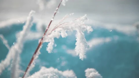 Snow-covered plants in winter forest. Video stock 144208713
