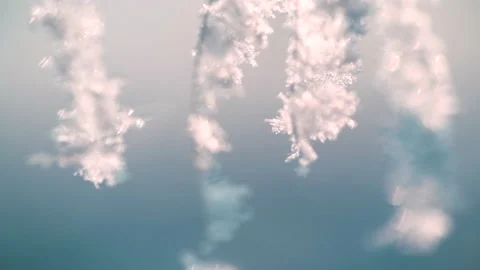 Snow-covered plants in winter forest. Video stock 144210940