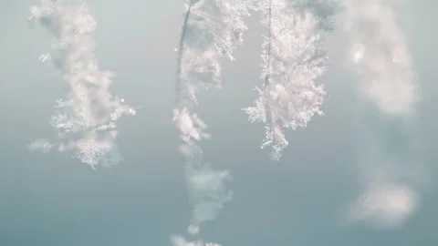 Snow-covered plants in winter forest. Stock Footage 144234587