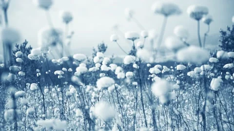Snow-covered plants in winter forest after snowfall. Stock Footage 166619939