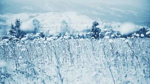 Snow-covered plants in winter forest after snowfall. Stock Footage 166620428