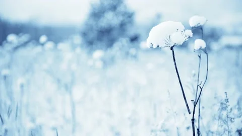 Snow-covered plants in winter forest after snowfall. Stock Footage 166810337
