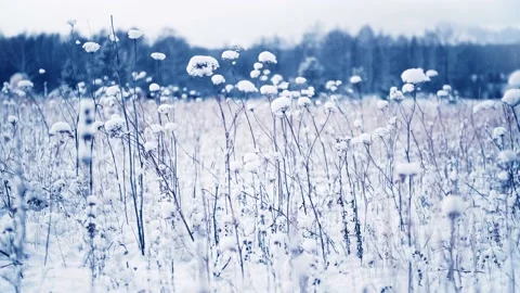Snow-covered plants in winter forest after snowfall. Stock Footage 166810418