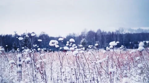 Snow-covered plants in winter forest after snowfall. Stock Footage 166810472