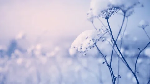Snow-covered plants in winter forest after snowfall. Stock Footage 166810478