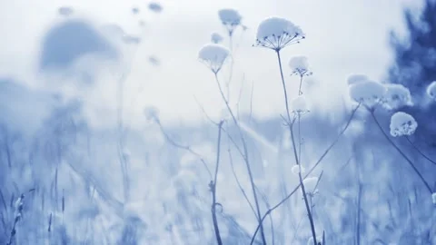 Snow-covered plants in winter forest after snowfall. Stock Footage 166810501