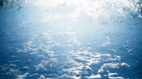 Snow-covered plants in winter forest at sunrise. Snowflakes spin in the air. Stock-Footage 253810476
