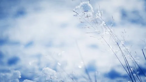 Snow-covered plants in winter forest at sunrise. Stock Footage 255636818