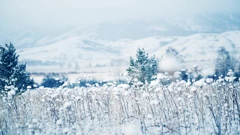 Snow-covered plants in winter forest at sunrise. Stock Footage 255636888