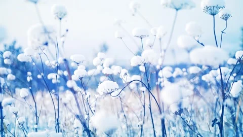 Snow-covered plants in winter forest at sunrise. Stock Footage 255636985