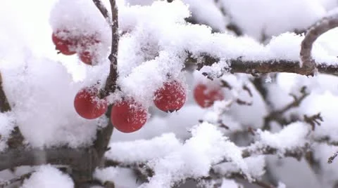 Snow-covered red berries Stock Footage 11140353