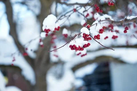 Snow-Covered Red Berries on Tree Branches in Winter Stock Photos